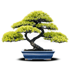 Potted Bonsai Trees PNG 74 PNG