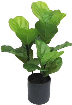 Potted Fiddle Leaf Fig Plant PNG Image