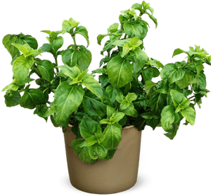 Mint Plant Png, Transparent Png PNG with transparent background