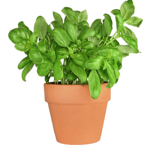 Potted Fresh Basil Plant PNG