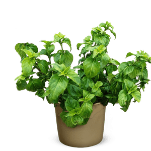 Potted Fresh Basil Plant PNG