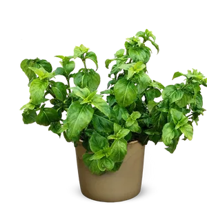 Potted Fresh Basil Plant PNG Image