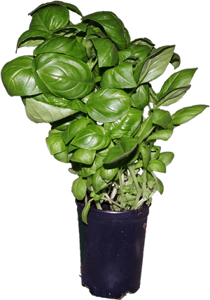 Potted Fresh Basil Plant PNG