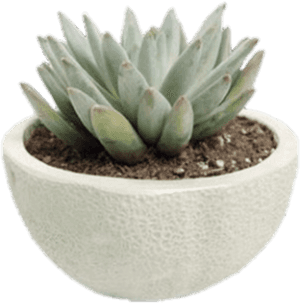 #succulent #plant #roomdecore #instagram #nichememe - Pngs For Niche Memes, Transparent Png PNG image with transparent background