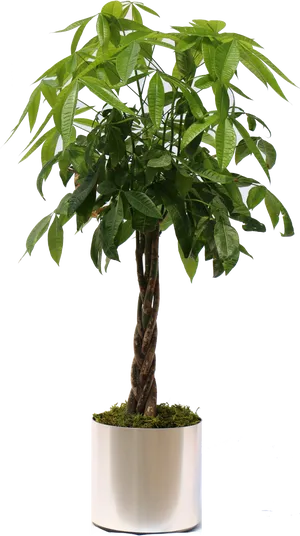 Potted Indoor Plant Modern Decor PNG Image