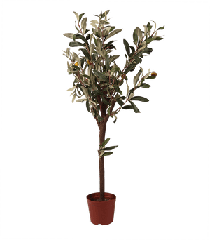Pl59 - Southern Magnolia, HD Png Download PNG image with transparent background