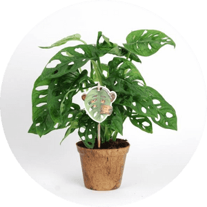 Potted Monstera Deliciosa Plant PNG image with transparent background