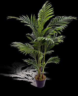 Garden Palm Trees, HD Png Download PNG image with transparent background