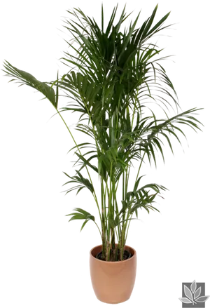 Potted Palm Plant Isolated PNG Image