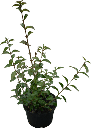 Plants Ovalifolium Garden Periwinkle Ligustrum Shrub - Ligustrum Ovalifolium Png, Transparent Png PNG image with transparent background