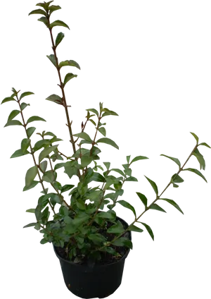 Potted Periwinkle Plant PNG Image