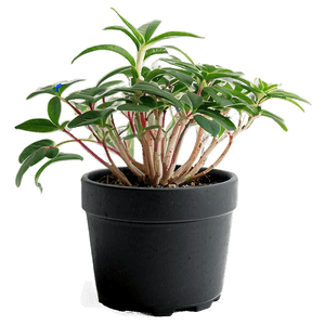 Potted Plant Propagation Techniques PNG ecb PNG