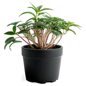 Potted Plant Propagation Techniques Png Ecb PNG Image