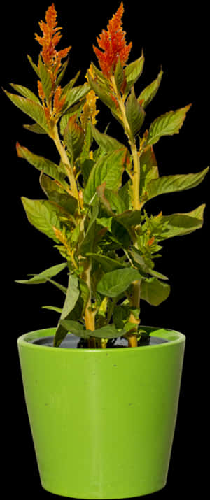 Green Plant With Red - Flower Plant Png File, Transparent Png PNG image with transparent background