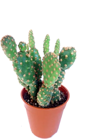 Potted Prickly Pear Cactus PNG Image