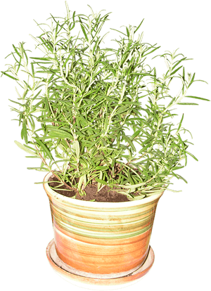 Rosemary Plant Png Transparent, Png Download PNG with transparent background