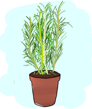 Houseplant, HD Png Download PNG