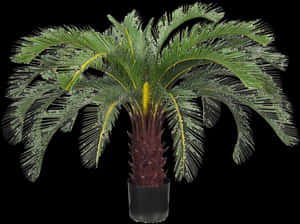 Transparent Desert Shrub Png - Attalea Speciosa, Png Download PNG image with transparent background