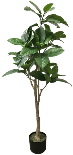 Potted Tropical Tree Indoor Decor PNG Image