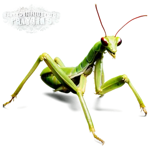 Praying Mantis Graphic Png Mrm11 PNG Image