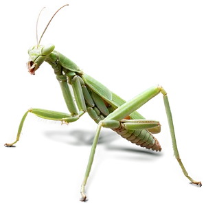 Praying Mantis Habitat Png Syc27 PNG Image