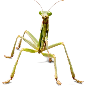 Praying Mantis Hunting Png 10 PNG Image