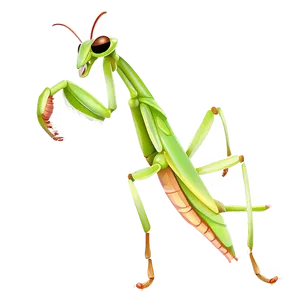 Praying Mantis Illustration Png 30 PNG Image