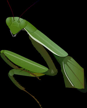 Praying Mantis Illustration PNG image with transparent background