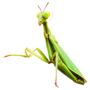 Praying Mantis In Grass Png 61 PNG Image