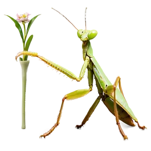 Praying Mantis In Nature Png 96 PNG Image