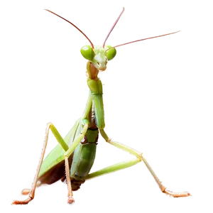 Praying Mantis In Nature Png Qsg64 PNG Image