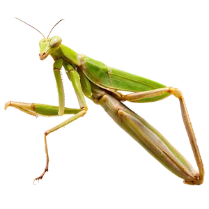 Praying Mantis Isolated Png Boi PNG Image