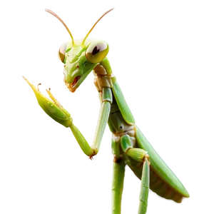 Praying Mantis Side View Png 39 PNG Image