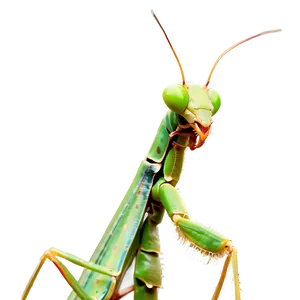 Praying Mantis Side View Png Nqp PNG Image