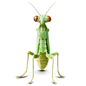 Praying Mantis Stalk PNG 06112024 PNG