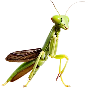 Praying Mantis Wings Png 83 PNG Image