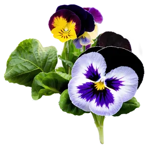 Precious Pansy Png 06252024 PNG Image