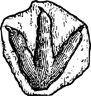 Gms Junior Section Footprint - Dinosaur Footprint Clipart, HD Png Download PNG with transparent background