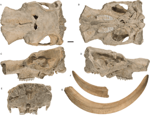 Transparent Fossil Png - Mastodon Tusks, Png Download PNG with transparent background