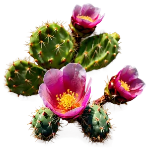 Prickly Pear Cactus Flower Png Qgj PNG Image