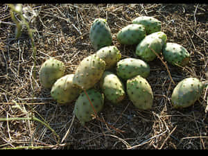 Prickly Pear Cactus Fruiton Ground.jpg PNG