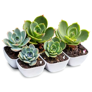 Propagating Succulents Guide Png 06212024 PNG Image