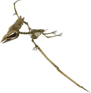 Pterosaur Skeleton Fossil PNG Image