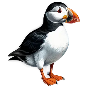 Puffin Illustration Png 72 PNG Image