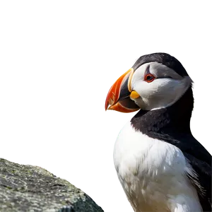 Puffin On Rock Png Gws PNG Image