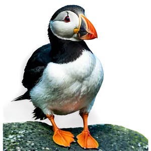 Puffin On Rock Png Nyf37 PNG Image