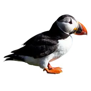 Puffin Profile View Png 90 PNG Image