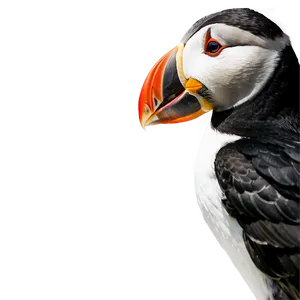 Puffin Profile View Png Vdx PNG Image