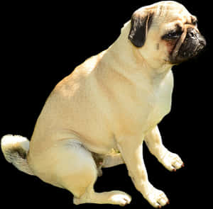 Pug Dog Sitting Black Background PNG image with transparent background