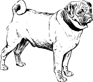 Clipart Pug Black And White, HD Png Download PNG image with transparent background